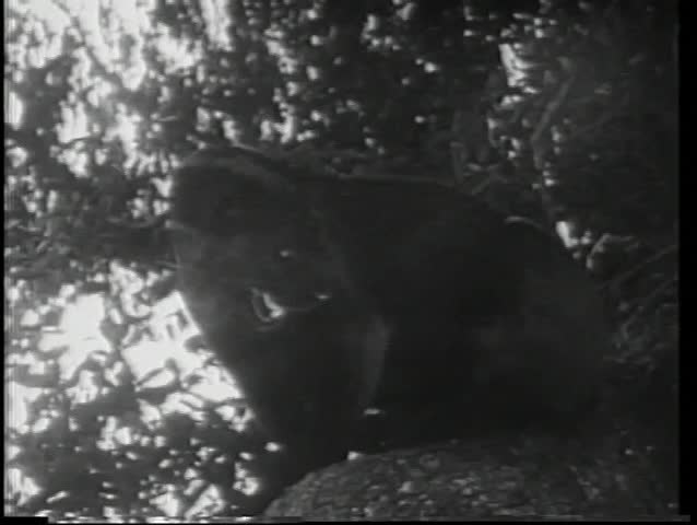 Close-up growling panther sitting on tree branch