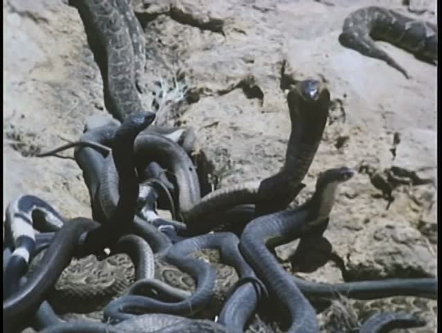 Close-up of snakes fighting