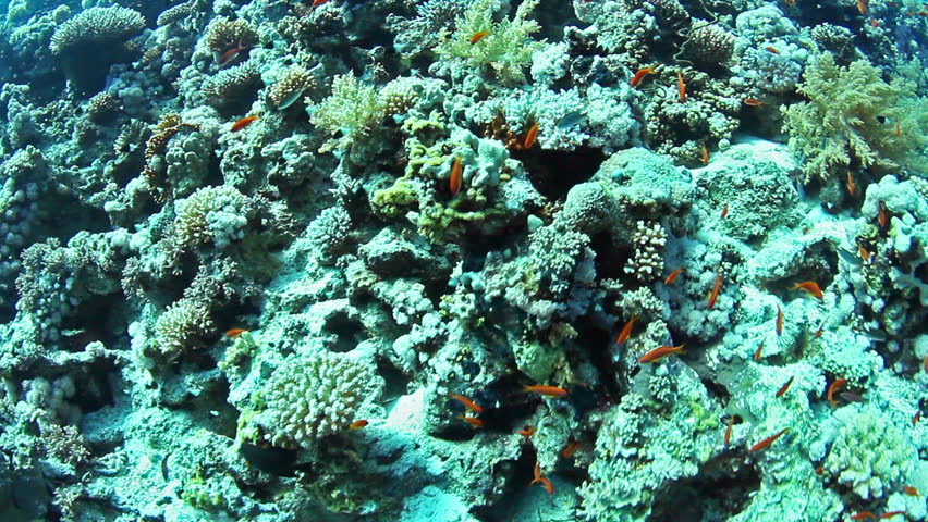 Tropical coral reef and fishes on Red Sea.
