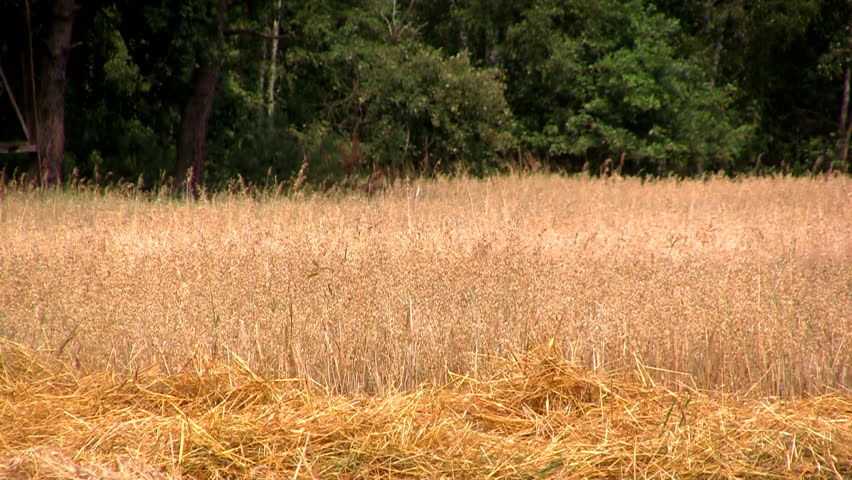 Close-up of combine transferring freshly harvested wheat to tractor-trailer for transport