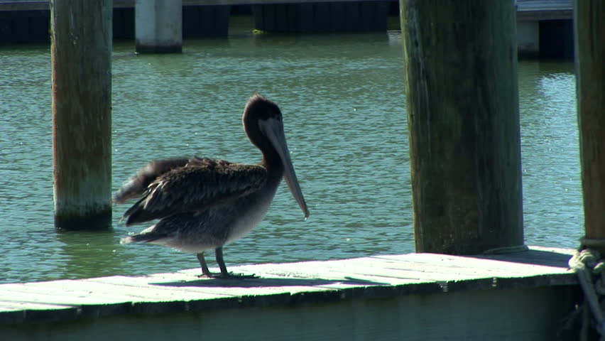 Brown pelican perched on a wharf