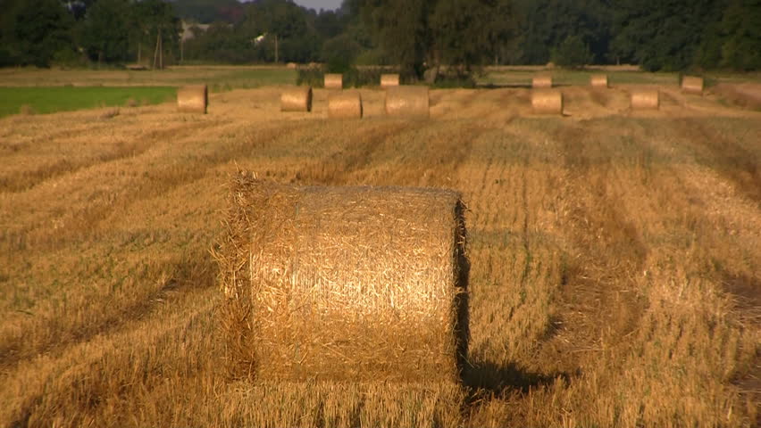 Hay bales drying outdoors at warm evening light