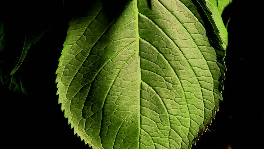 Magnolia leaf at bright sunlight, macro