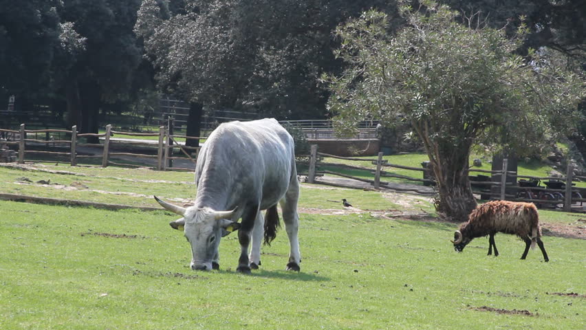 bullock and aries pasture grass free in nature