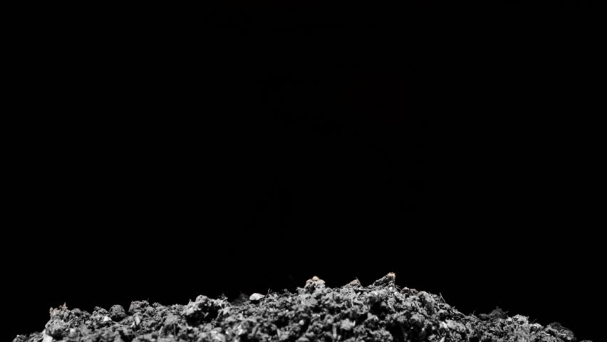 Grows sprouting out of barren ground 