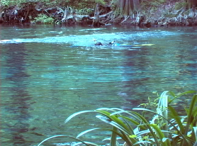 Snorkelers enjoy the crystal clear waters of Ginnie Springs in High Springs, Florida.