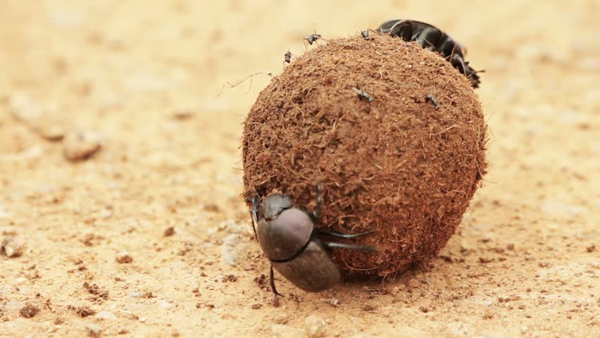 Dung beetle kicking off enemy and gaining back his ball