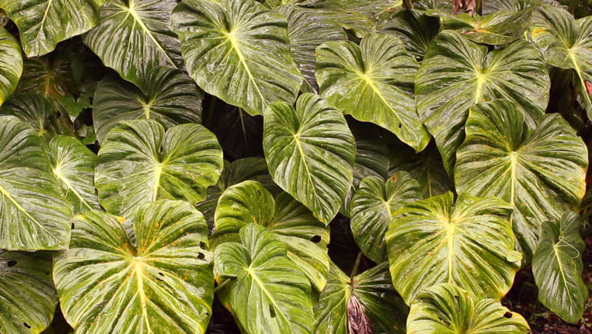 Leaves of a giant arum in the rainforest understory, Ecuador