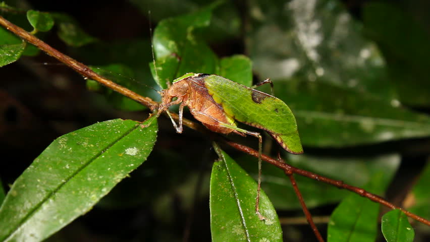 Leaf mimic katydid (Pycnopalpa cf. bicordata). Resembles a leaf with fungus spots. In tropical rainforest, Ecuador