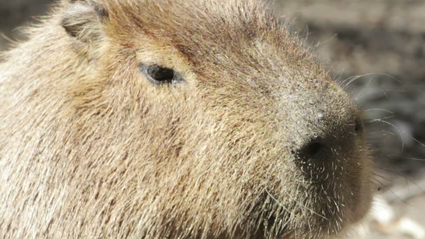 Capibara, the biggest rodent ever