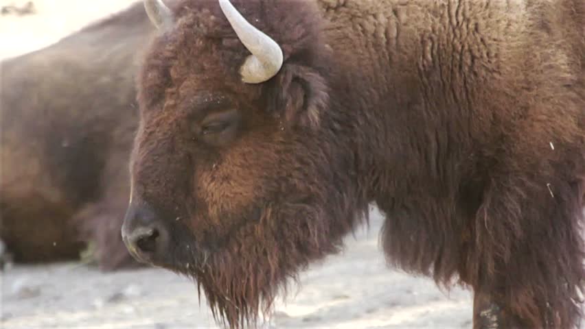 Buffaloes