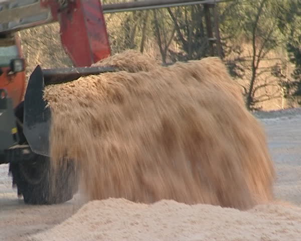 Tractor transporting sawdust sifting to boiler house. 