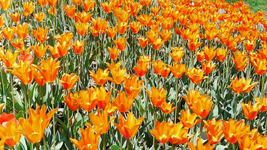 Garden beautiful flowers nature