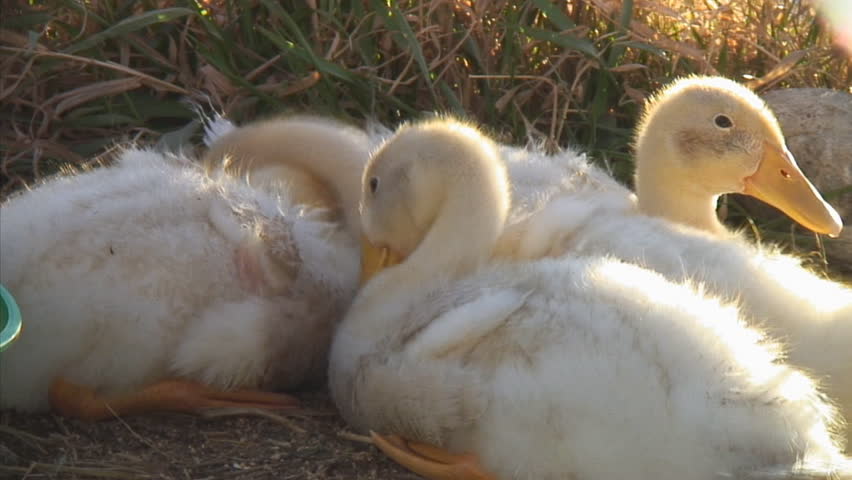 Young domesticated ducklings huddle together in the evening sun preening their down feathers.
