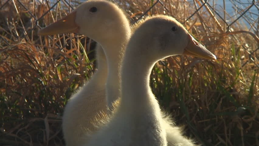 Young domesticated ducklings huddle together in the evening sun preening their down feathers.
