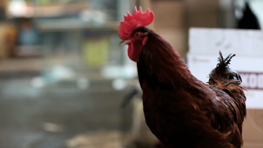 red rooster