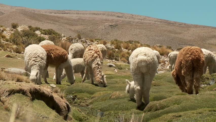 Llama