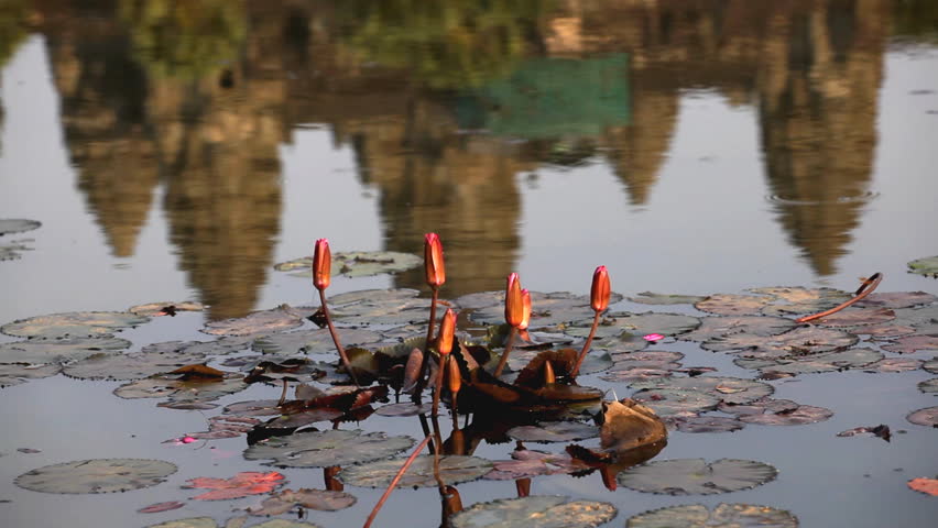 Reflection of the Angkor Wat Temple, Cambodia, Beautiful Pink Lily Flowers