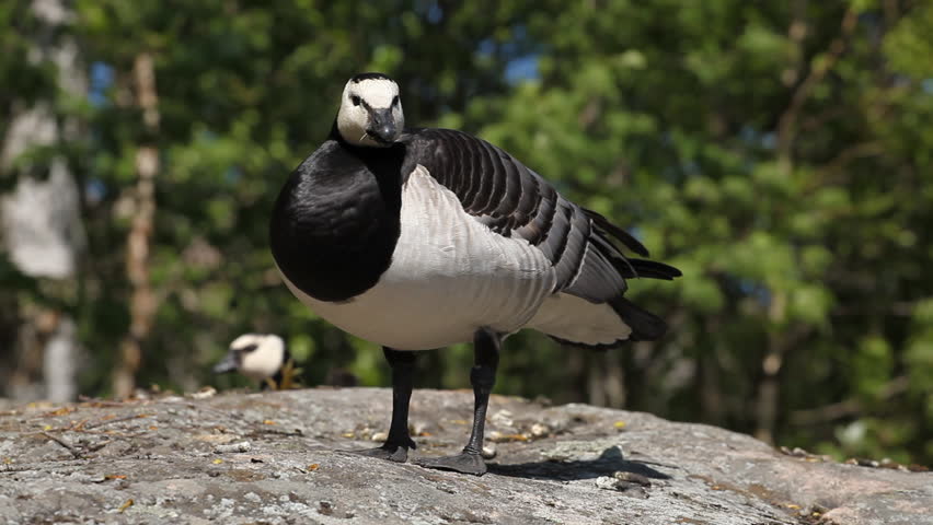Beautiful Exotic Goose protect nest Park Lake, Small Pond, Birds