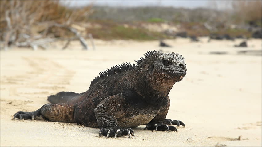 Galapagos Iguana