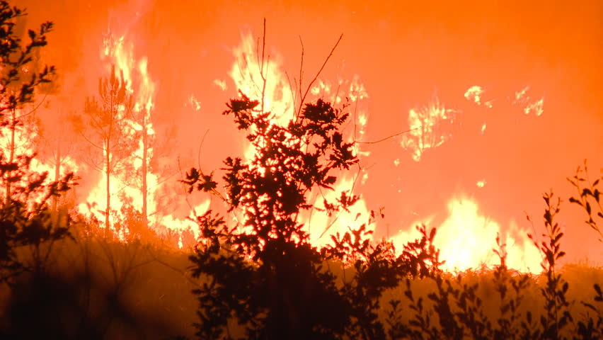 Large forest fire