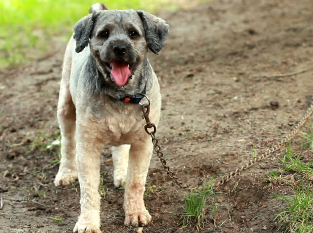 Tied dog barking at intruder