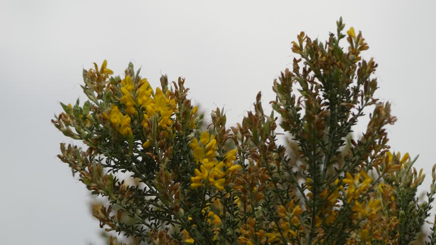 Header of Magnoliopsida
