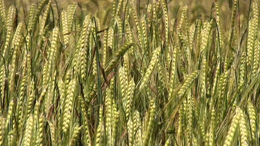 Wheat blowing in the wind