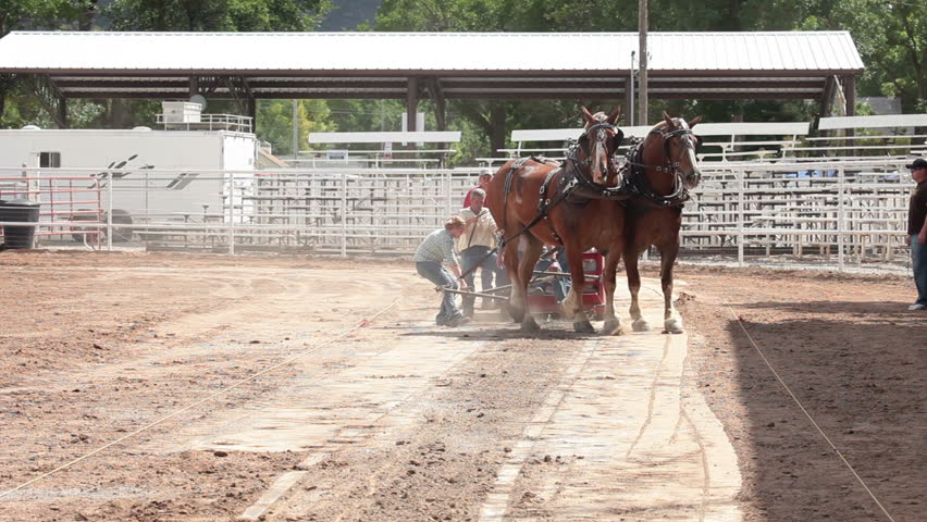 MANTI, UTAH - AUG 11: Draft horse team with teamwork pulling heavy sled in county fair competition on August 11, 2011 in Manti, Utah.. Requires 27 feet pull to win.