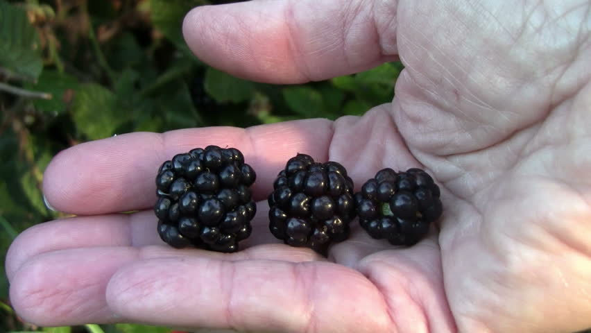 Closeup of hand in front of blackberry bush holding yummy fresh blackberries - HD - 1920x1080