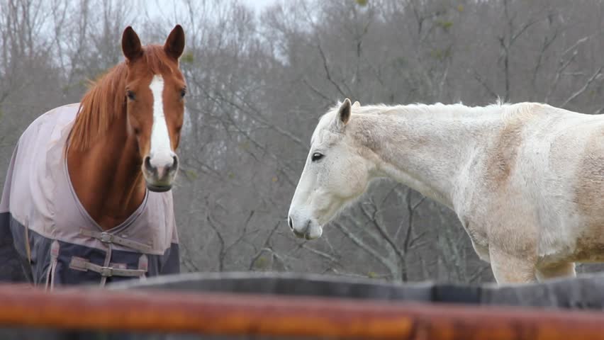 Brown Horse With Blanket And White Horse Without