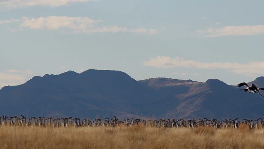 Sandhill Cranes fly from grassy field, slowed to reveal beautiful flock lift off. 1080p