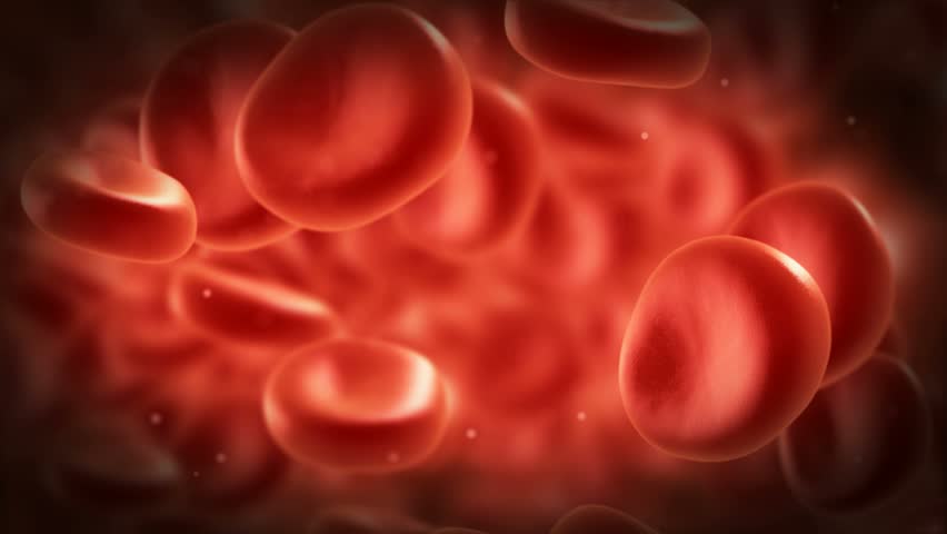 blood cells in vein
