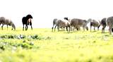 Sheep  Shep  lamb  farm farming countryside ecology grass agriculture animals