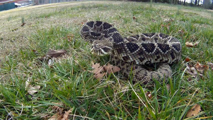 Eastern Diamondback Rattlesnake Bites Camera, Slow-motion, 1/2 Natural ...