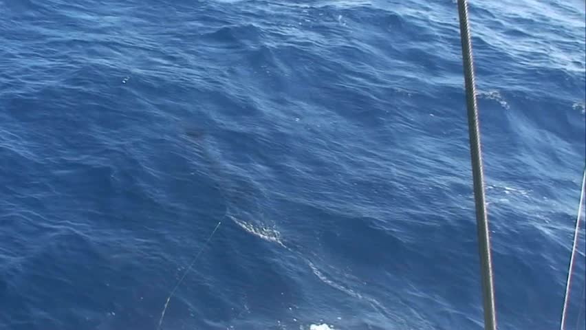  Striped Marlin hooked up and jumping at the back of the boat There are three marlin species caught in New Zealand waters striped, blue and black marlin
