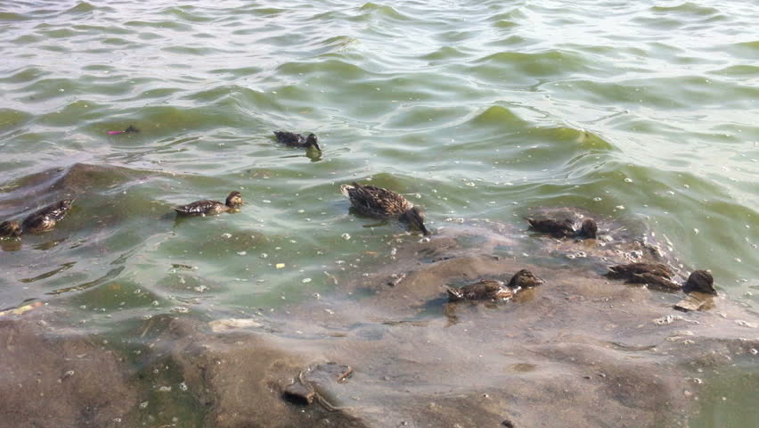 Ducks swim in the dirt Hi def video
