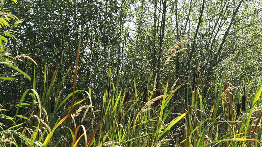 Wild cattails or bullrush plants and tall grass outdoors on a sunny, slightly windy summer day in a private wooded area of a public park with trees in the background.