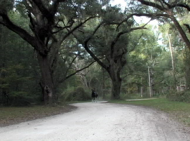 A beautiful Native American woman rides her Arabian stallion down a dirt road in Florida.