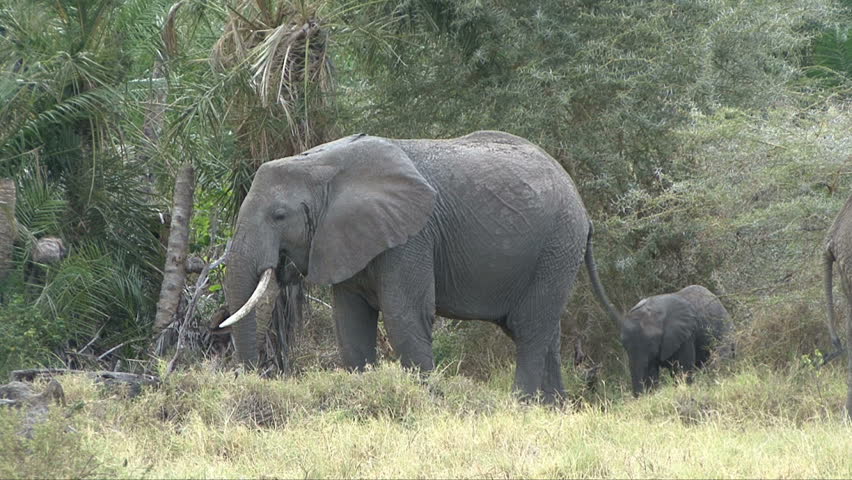 A mother elephant and her calf eat in the lush vegetation of Lake Manyara, Tanzania, Africa.