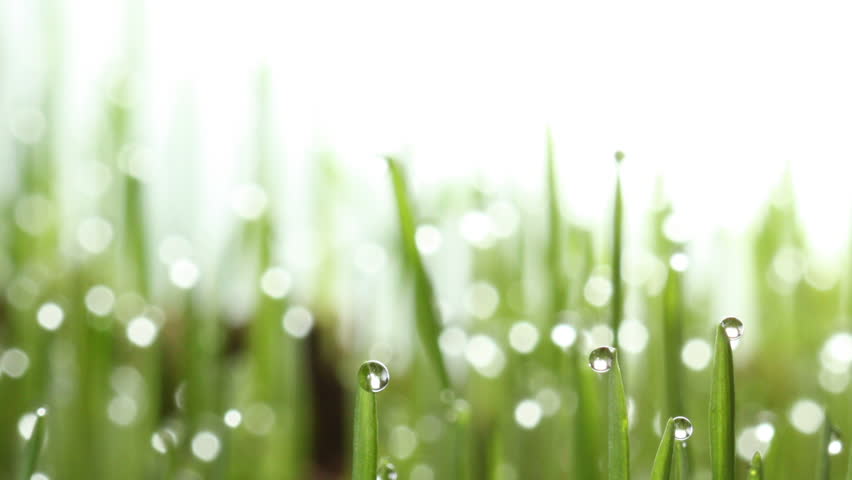 Growing green grass plant time lapse