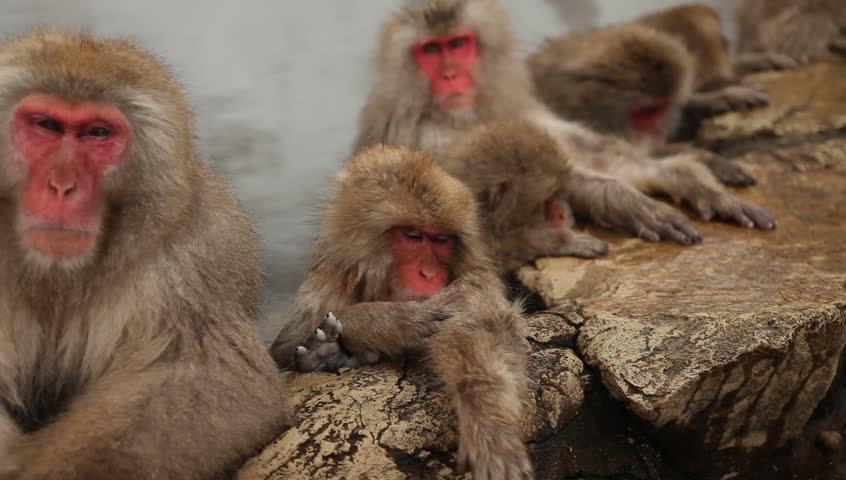wild japanese macaques or snow monkeys in a hot spring footage panning from right to left showing many monkeys doing different activities. jigokudani,nagano, japan.