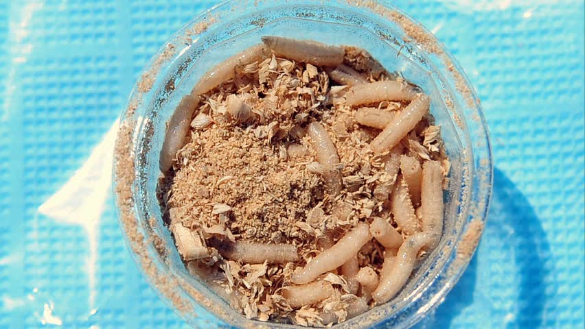 grubs for fishing and for feeding birds, reptiles or fish