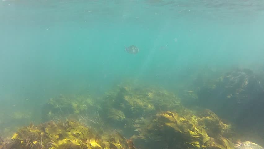 Three Kahawai swimming at Goat Island Marine reserve in New Zealand