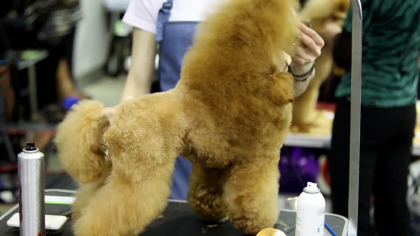 Groomer hold dog of poodle breed and cuts its hair at contest