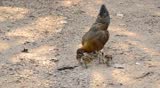 Hens and chicks seek food.