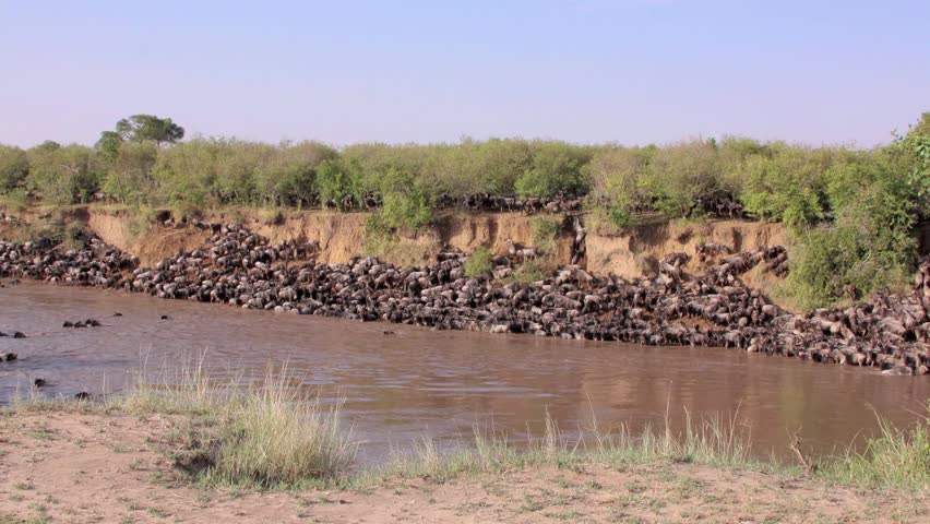 Time lapse movie of Wildebeest crossing the Mara River in Kenya HD