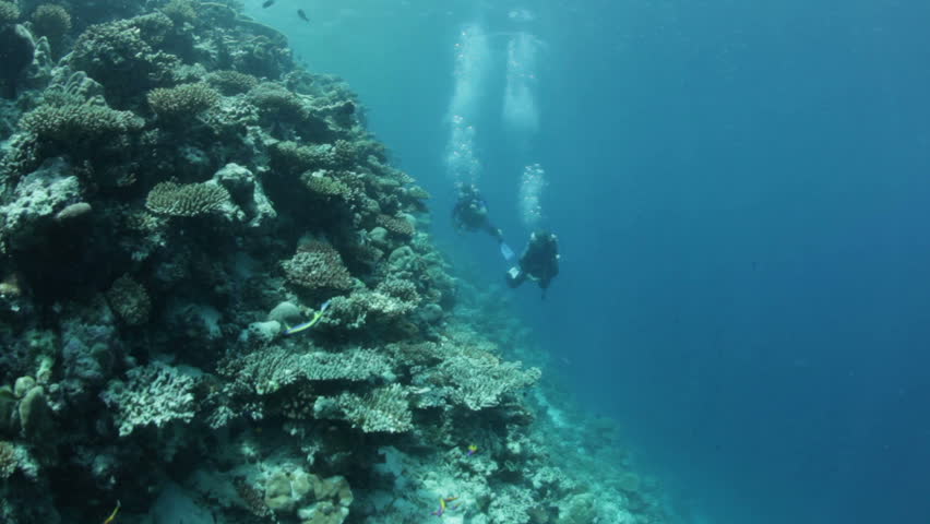 woman and man diving and looking at coral reef
