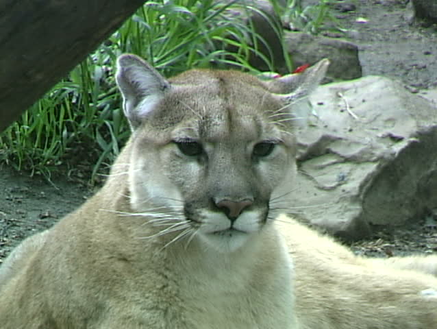 Cougar