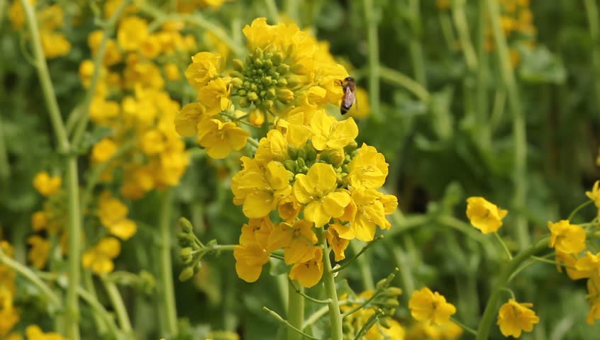 Bee in rape field